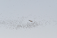 Round Rock Bats