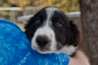 New Puppy
