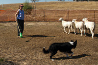 Herding Clinic