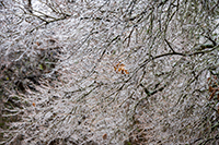 Austin Ice Storm, February, 2023