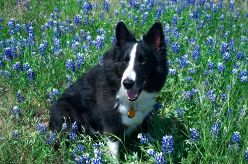 Andy in bluebonnets