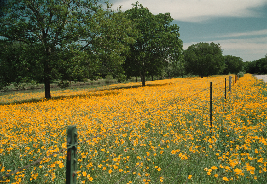 Yellow flowers near Dripping Springs