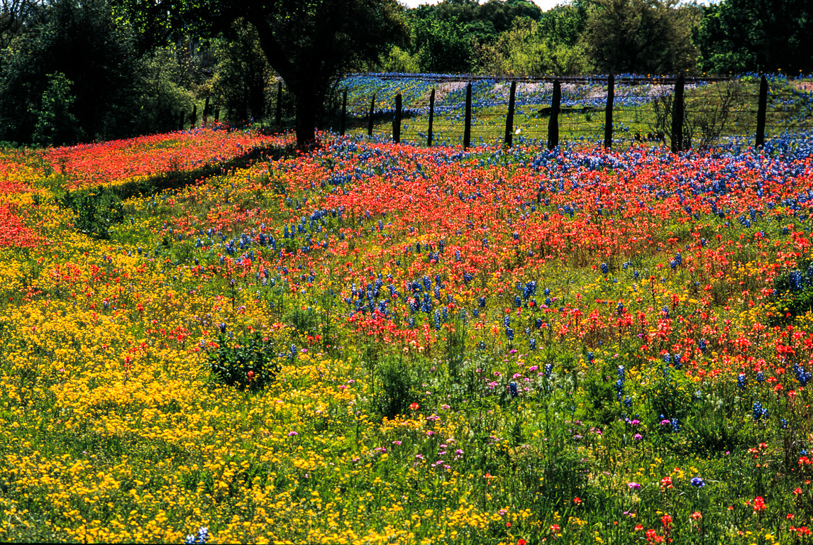 Red, yellow & blue flowers near Llano (1995)