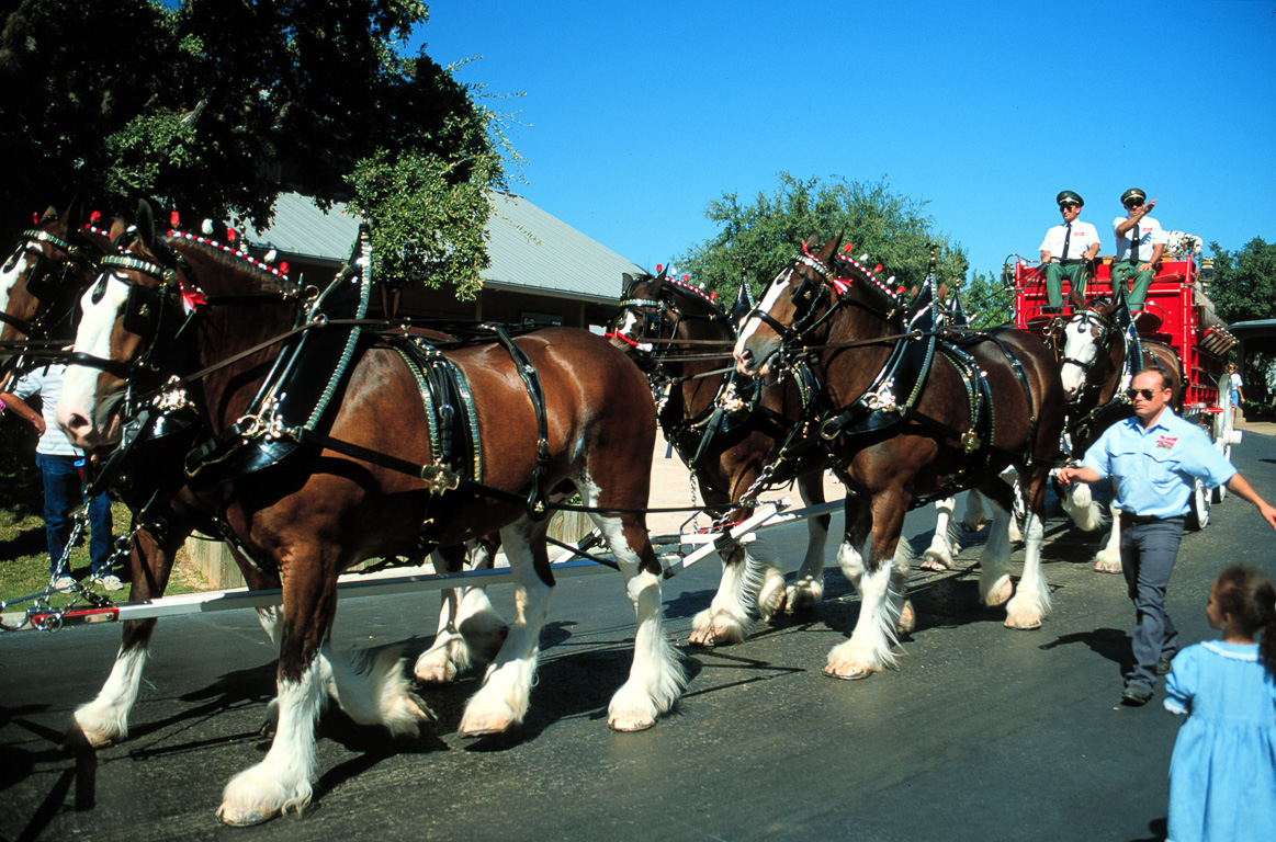 The Budweiser horses in San Antonio