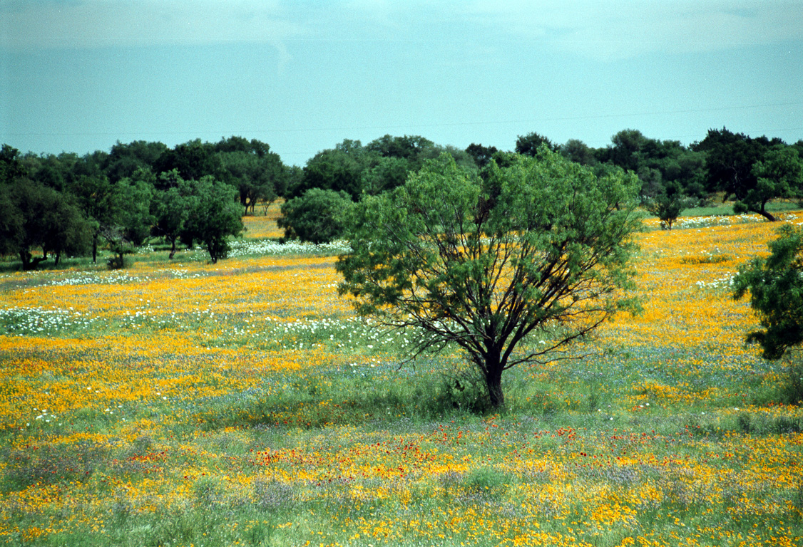 Yellow flowers near Llano (1997)