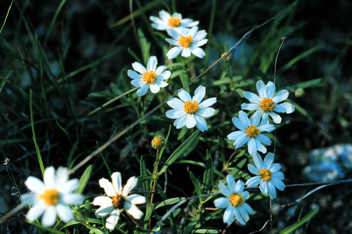 White flowers