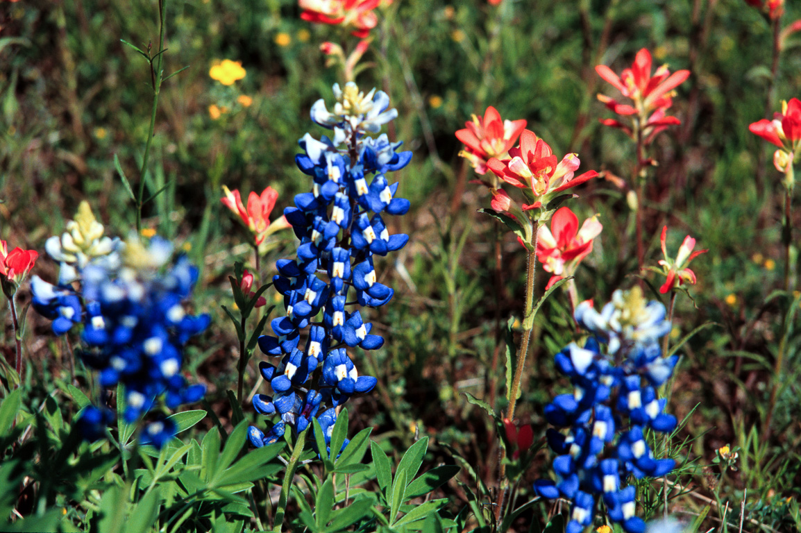 Bluebonnets & Paintbrush