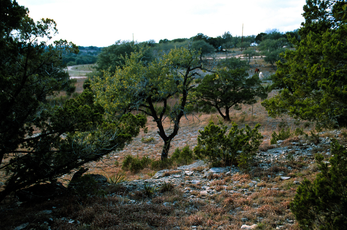 Our Wimberly land