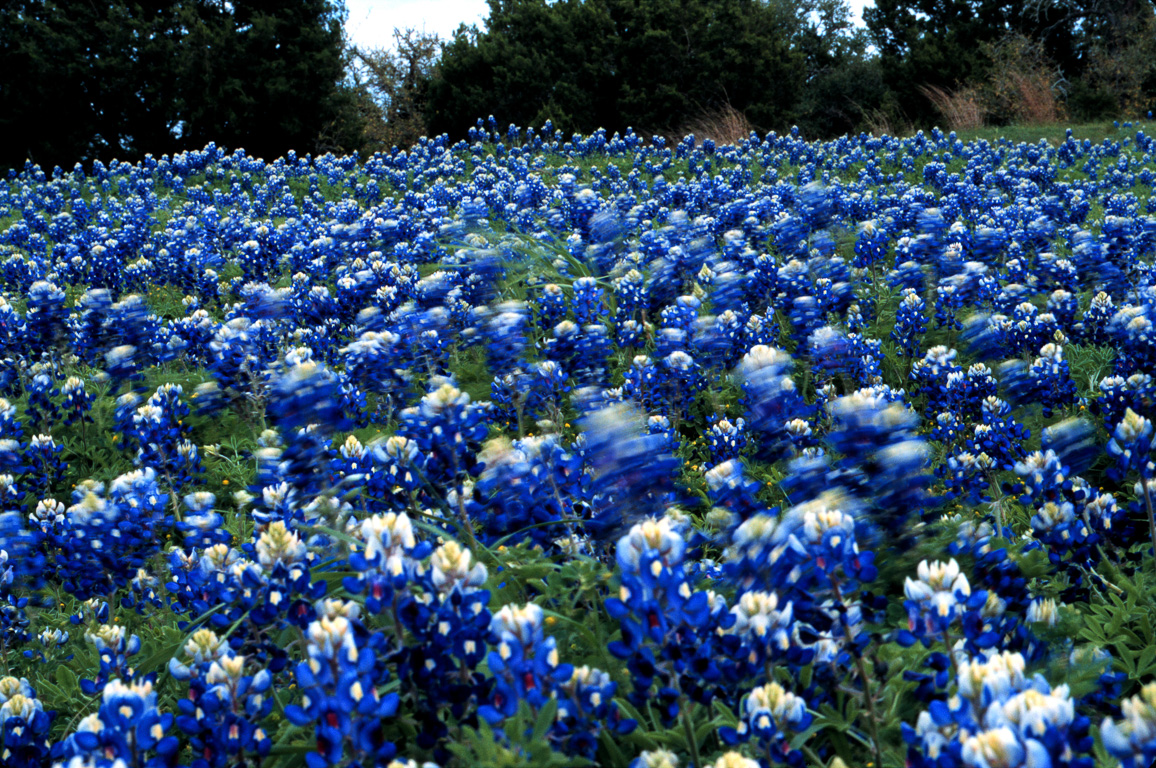 Bluebonnets