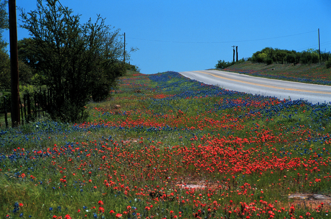 Bluebonnets and red flowers