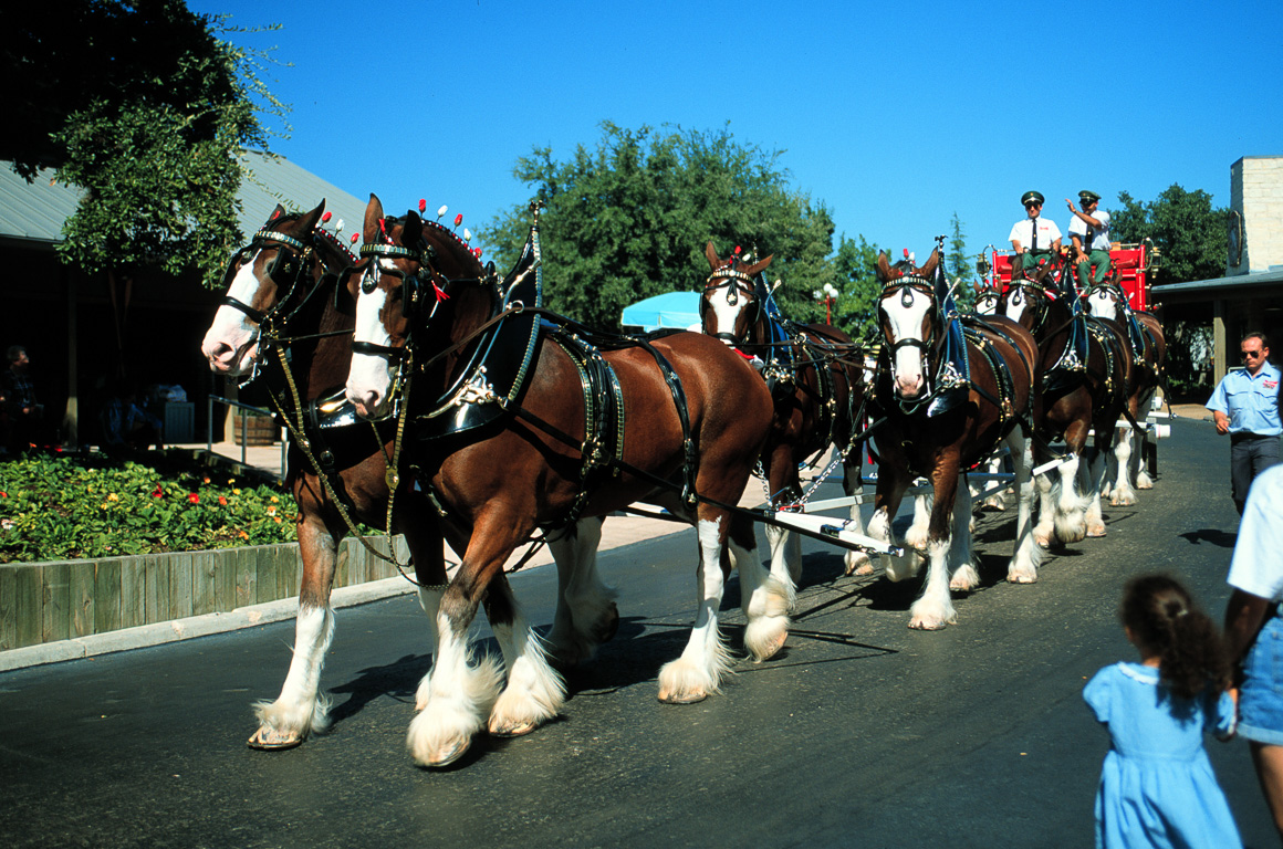 The Budweiser horses in San Antonio