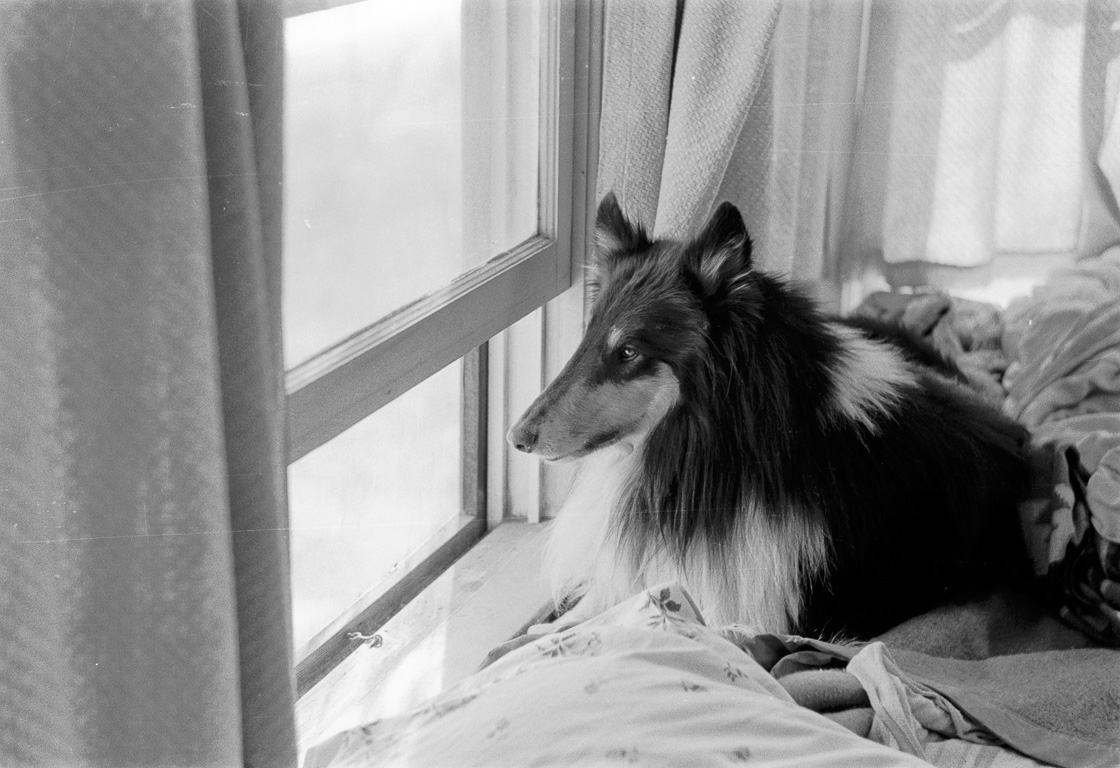 Shaggy looking out onto Taft Street