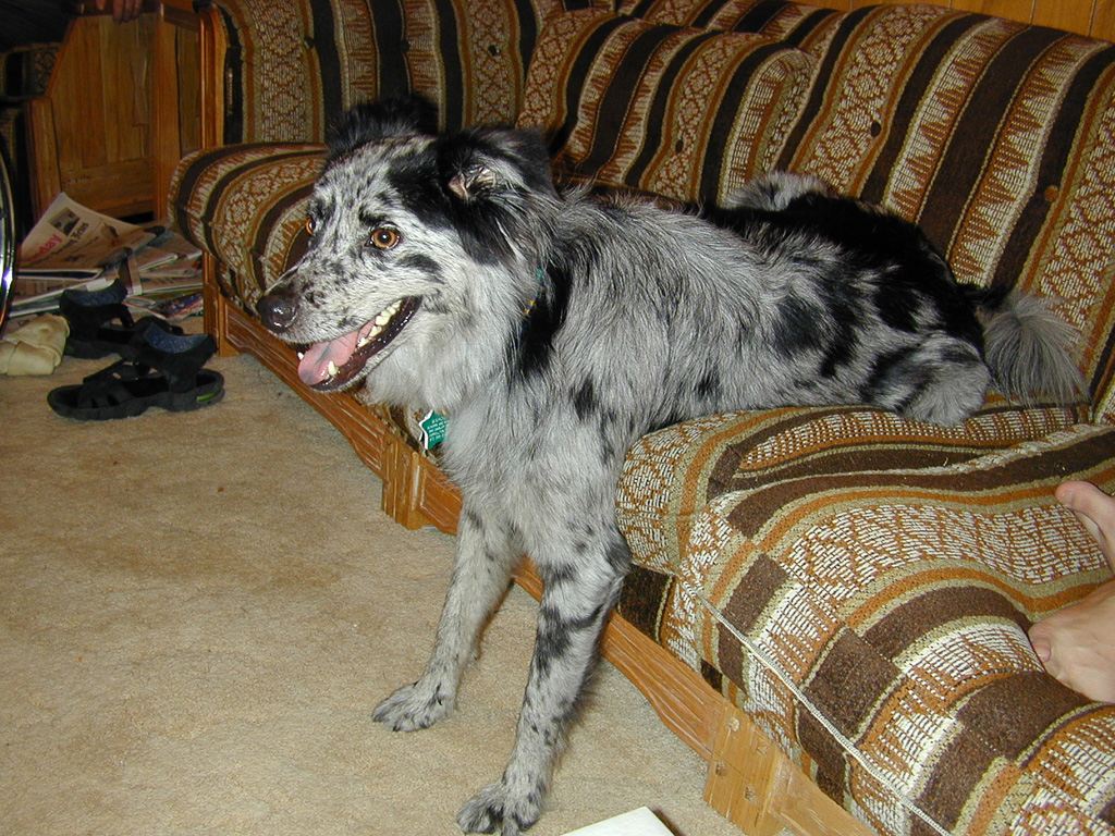 Wahoo sitting on the couch (2000)