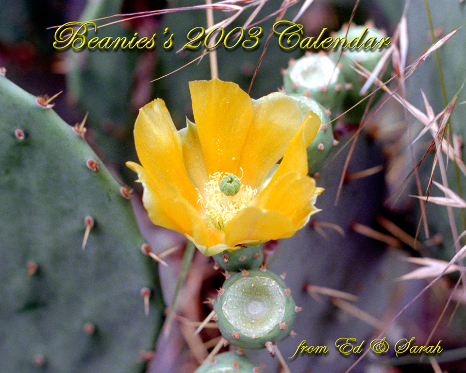 A cactus bloom