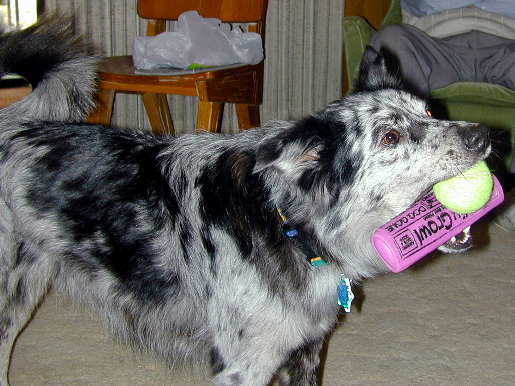 Wahoo carrying two toys (2001)