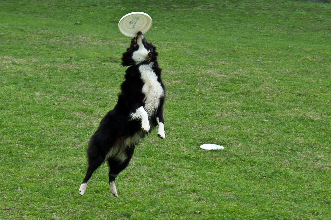 Andy catching frisbees