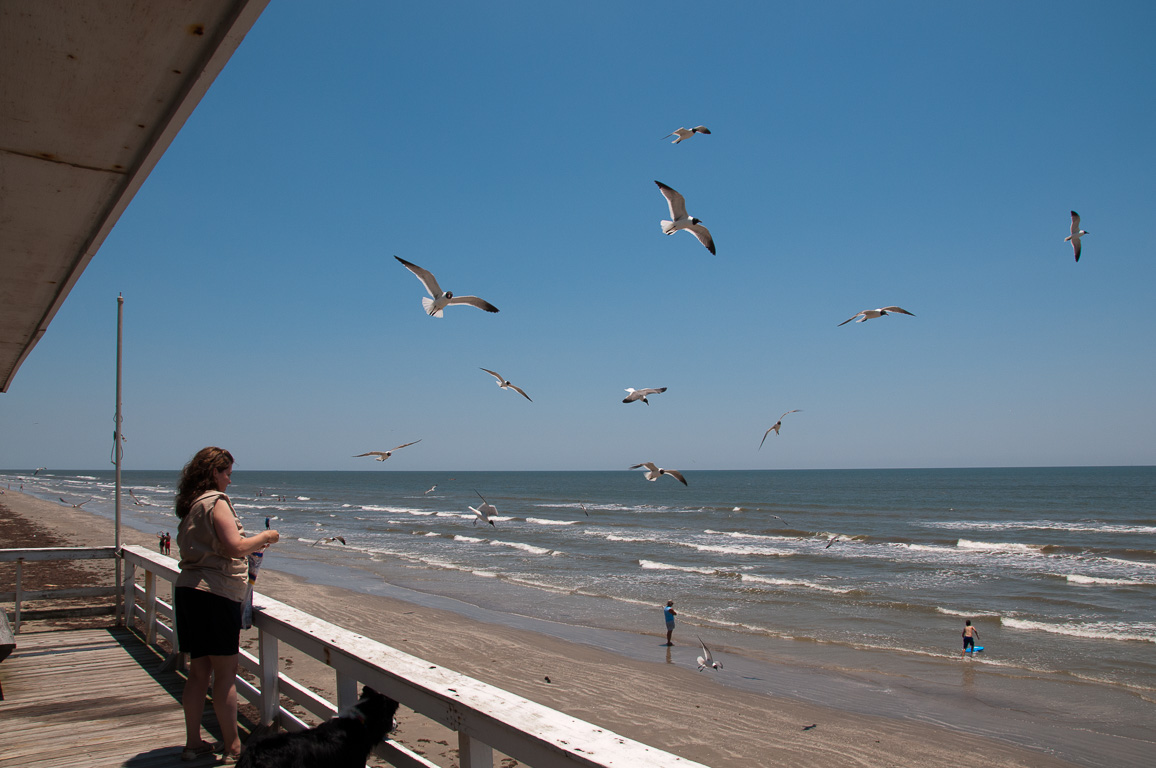 Scherre feeding the seagulls