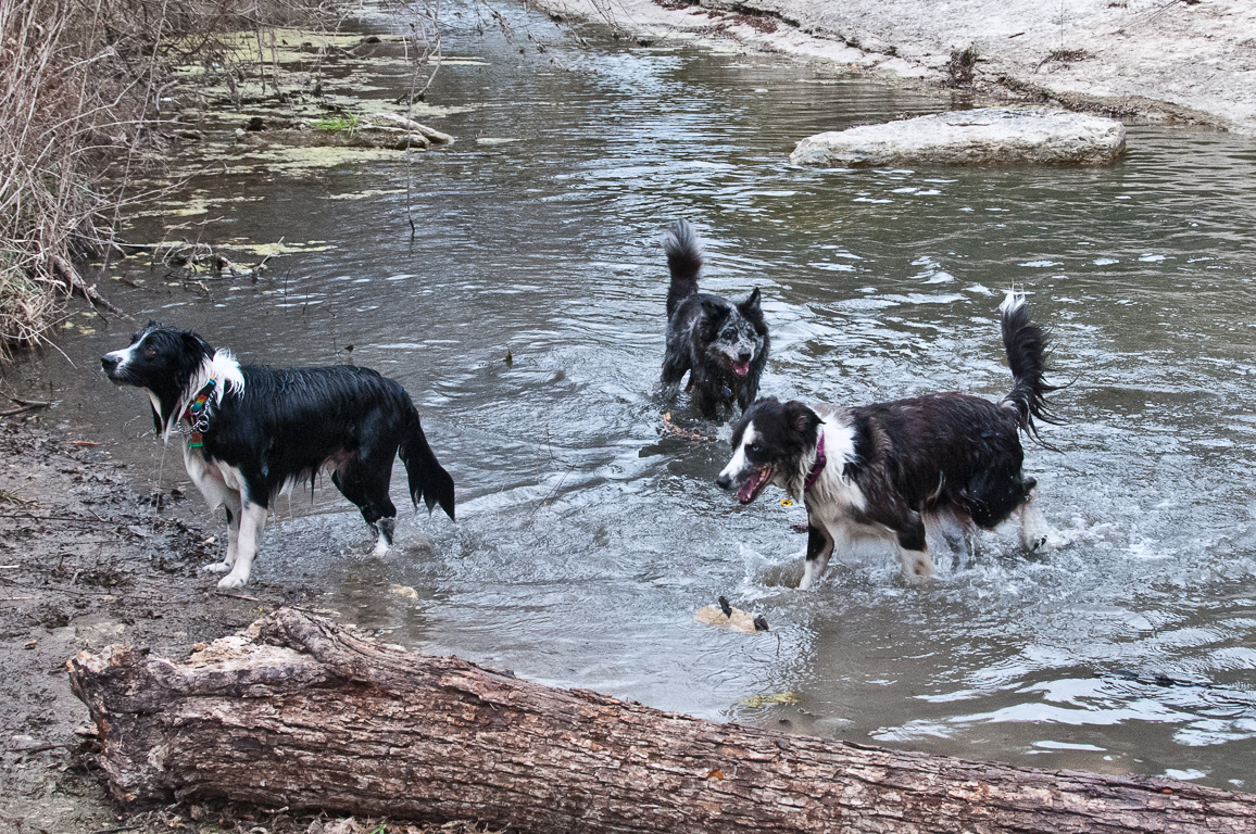 Casey, Wahoo & Skyy in Walnut Creek