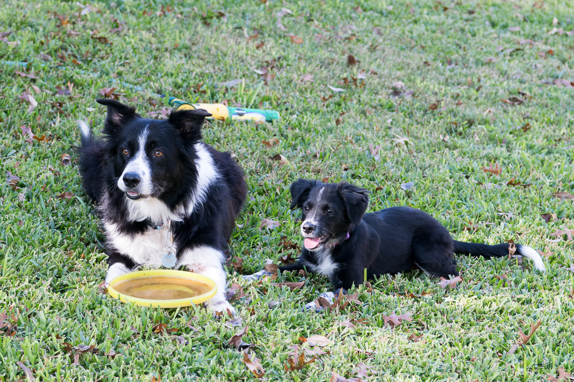 Casey and Halo