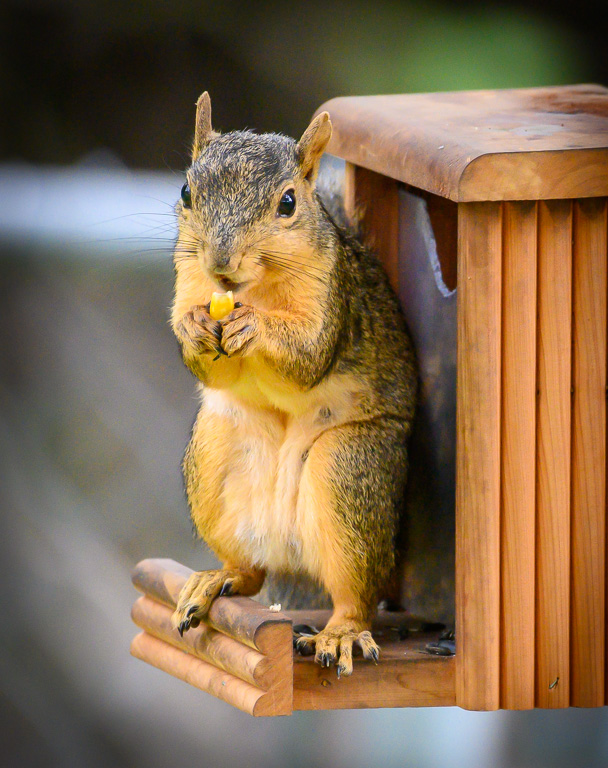 Hungry Squirrel