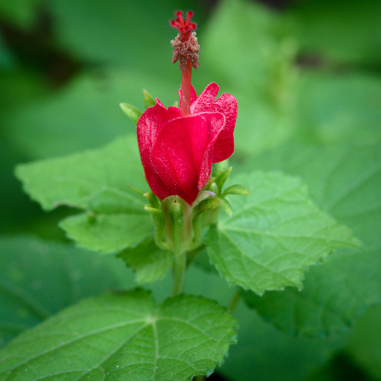 Turk's Cap