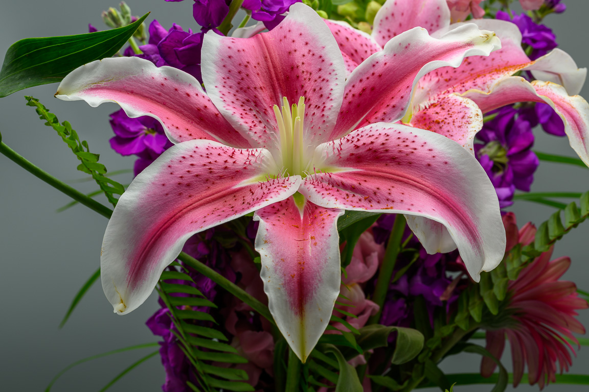 Stargazer Lily