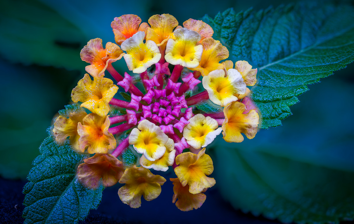 Lantana