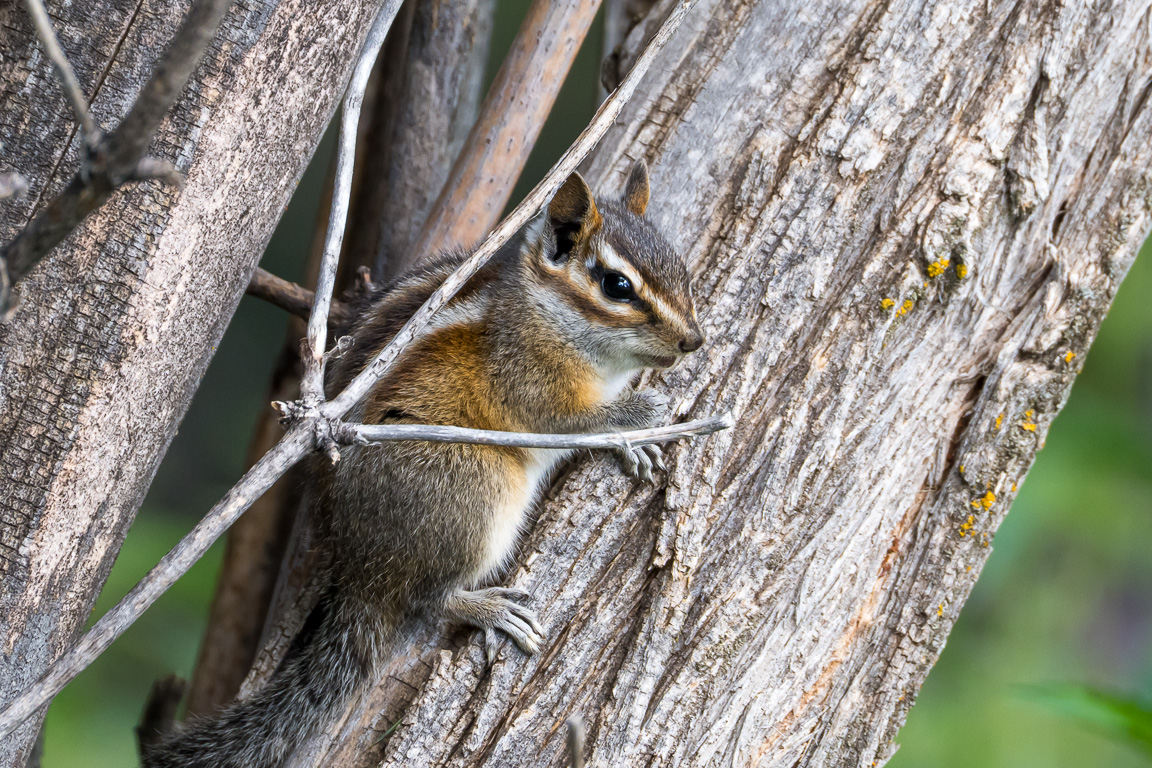 Chipmonk near Cloudcroft