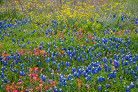 Texas Wildflowers, 2024