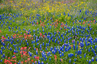 Texas Wildflowers, 2024