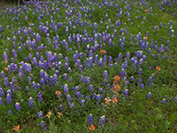 Texas Wildflowers, 2024